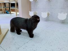 -喵园·猫主题咖啡厅·撸猫·猫咖(国贸店)