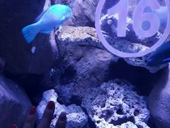 忘了名字了-成都浩海立方海洋公园