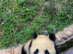 -都江堰中华大熊猫苑