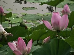 -上海滨江森林公园