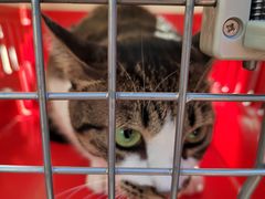 -御宝贝·A梦猫科宠物医院(国际猫友好医院)