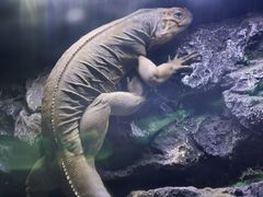 -海南热带野生动植物园