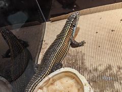 -酷以爬仙阁实体爬宠店·守宫·蜥蜴·专业繁育