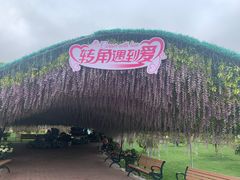 -荷兰花海