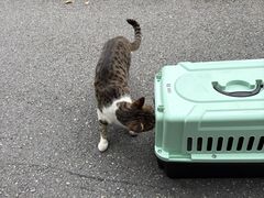 -瑞派动物医院·绝育·犬猫全科·预防医学(光景江南中店)