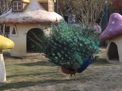 -合肥滨湖国家森林公园