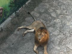 -西霞口神雕山野生动物世界