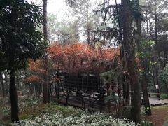 -铁山坪森林公园