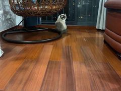 -佳雯宠物医院(四明中路分院)