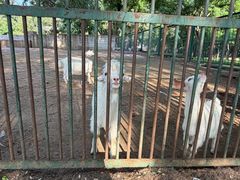 -秦皇岛野生动物园