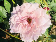 -人民公园(罗湖区)