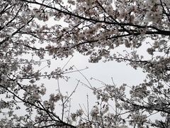 -花博汇(知音花月夜)