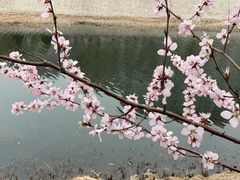 -桃花堤公园