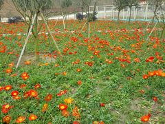 -绵阳盛世樱花悠乐谷