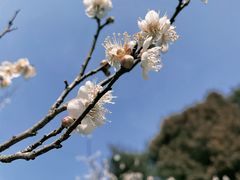-梅花山(明孝陵内)