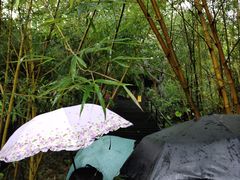 -呀诺达热带雨林