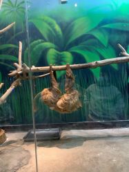 -未来动物城动物主题公园(大悦城店)