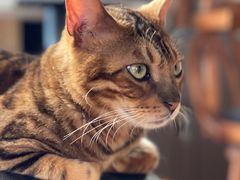 -蓝鲸·缅因猫舍