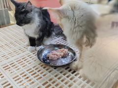 -青石桥花鸟鱼虫市场(叠翠城店)