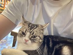 -猫猫幼稚园·撸猫·桌游·电玩