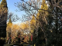 -大槐树寻根祭祖园