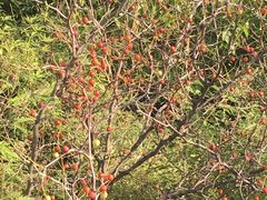 -蟠龙山长城景区