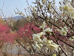 -大蜀山国家森林公园