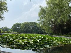 -洛阳市隋唐城遗址植物园
