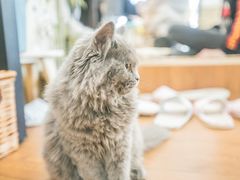-猫的茶·猫咖
