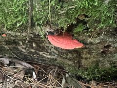 -五营红松林海景区