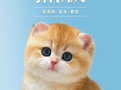 -70cat德文卷毛猫·缅因猫纯种猫舍