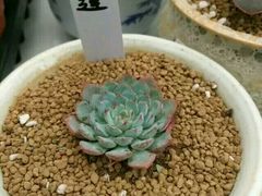 -三圣花乡旅游区