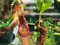 -国家植物园南园