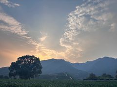 -龙坞茶村