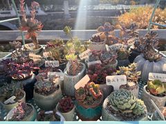 -VOYAGE COFFEE(北锣鼓巷店)