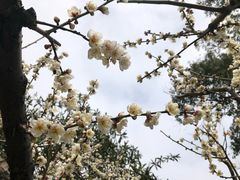 -雨花胜境