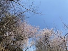 -香山公园