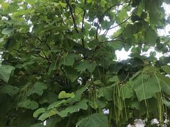 -万源龙顺度假庄园生态观光园