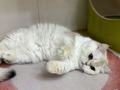 -青奢宠物·青奢猫舍