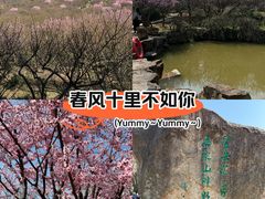 -香雪海