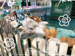 -萌宠亲子动物乐园(槐房万达店)