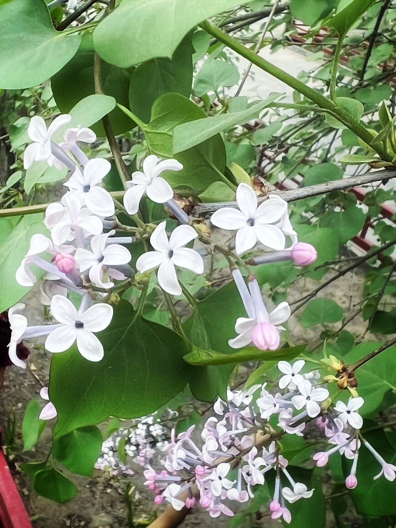 七瓣丁香花图片