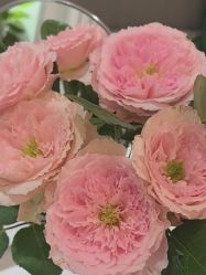 -薇薇安花系SPA