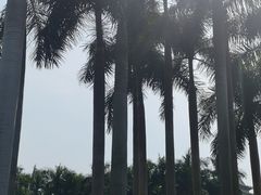 -港珠澳大桥码头