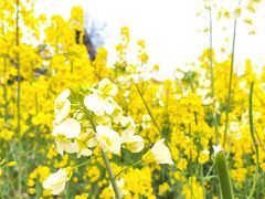 -白鹭湾湿地公园