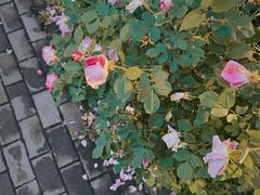 -石葵(锦业时代店)