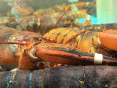 -国惠大酒楼(仓山万达店)