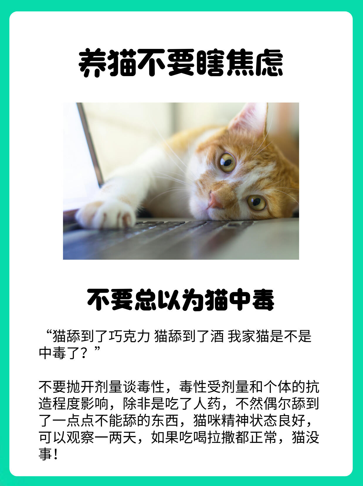 养猫不要瞎焦虑