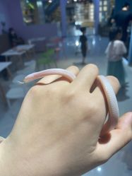 -Moni星球萌宠·小马宝莉·灵蛇·高端高阶全萌宠互动体验俱乐部(红豆国际广场店)
