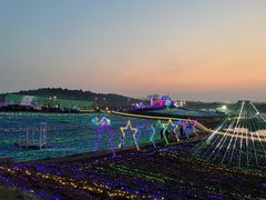 -大塘金香草谷
